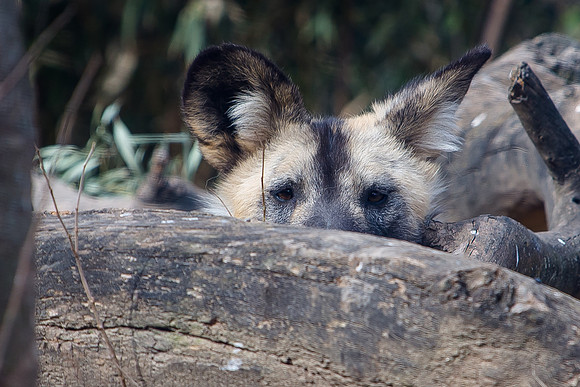 Saint Louis Zoo