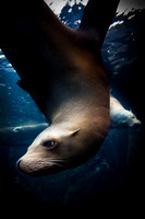 Saint Louis Zoo