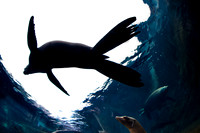 Saint Louis Zoo