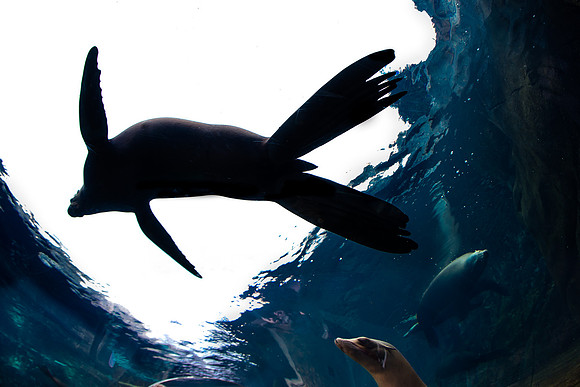 Saint Louis Zoo
