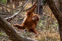 Saint Louis Zoo