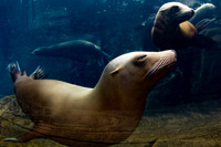 Saint Louis Zoo