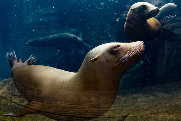 Saint Louis Zoo