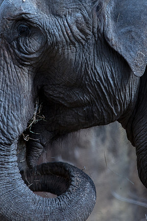 Saint Louis Zoo