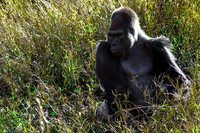 Saint Louis Zoo