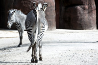Saint Louis Zoo