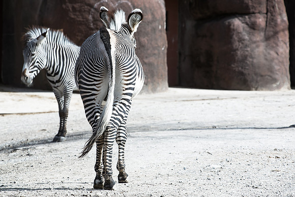 Saint Louis Zoo