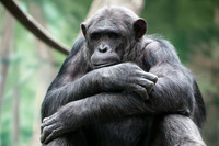 Saint Louis Zoo