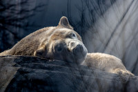 Saint Louis Zoo