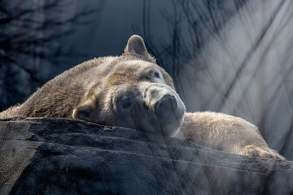 Saint Louis Zoo