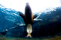 Saint Louis Zoo