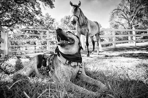 Dog on Farm