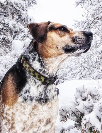 Dog Portrait