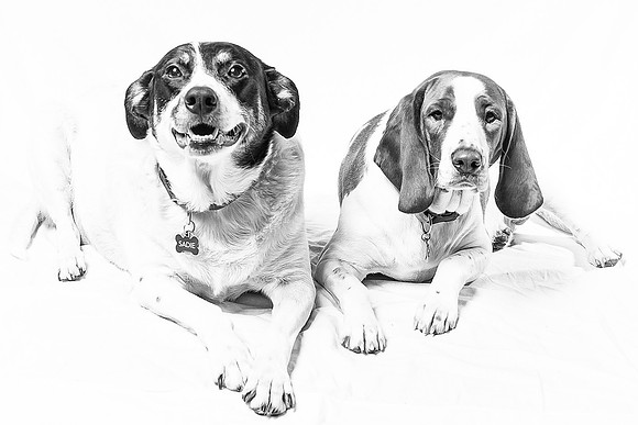 Dogs Portrait