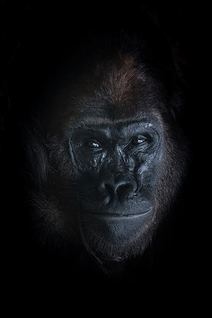 Saint Louis Zoo