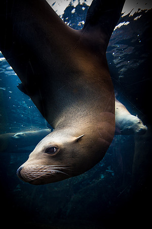 Saint Louis Zoo