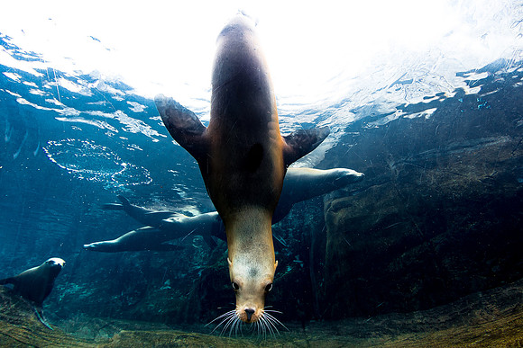 Saint Louis Zoo