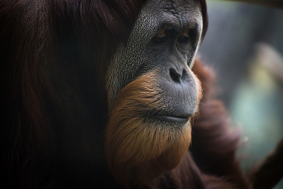 Saint Louis Zoo